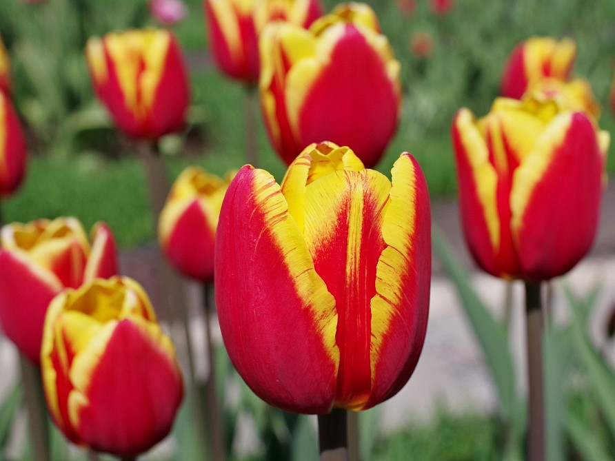 Партнер Тюльпан триумф Денмарк ^(5шт/уп), изображение 4