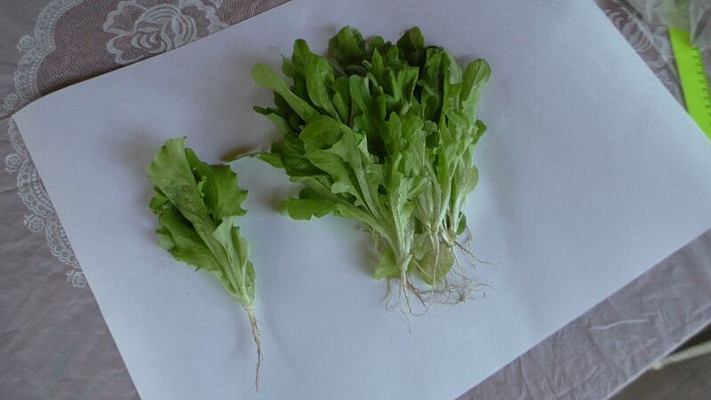 Партнер Салат листовой ДУБАЧЕК МС ^(0,5г), изображение 5