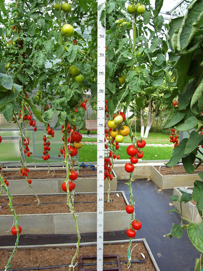 Партнер Томат МОМБАСА F1 ^(10шт) 2-ной пак, изображение 1