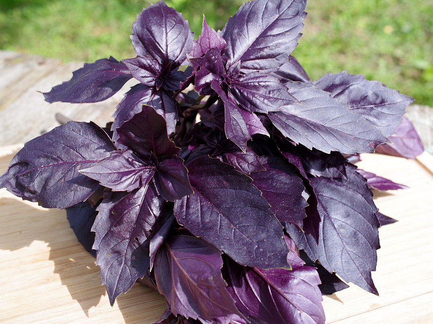 Партнер Базилик РОЗИ фиолетовый ^(1г), изображение 5