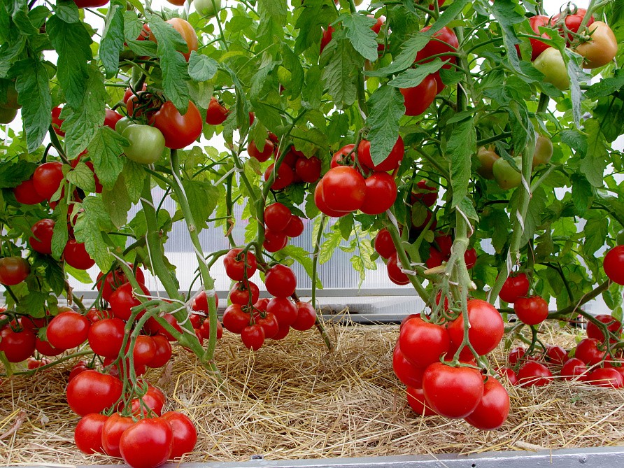 Партнер Томат ЛЮБАША F1 ^(0,1г) 2-ной пак, изображение 4