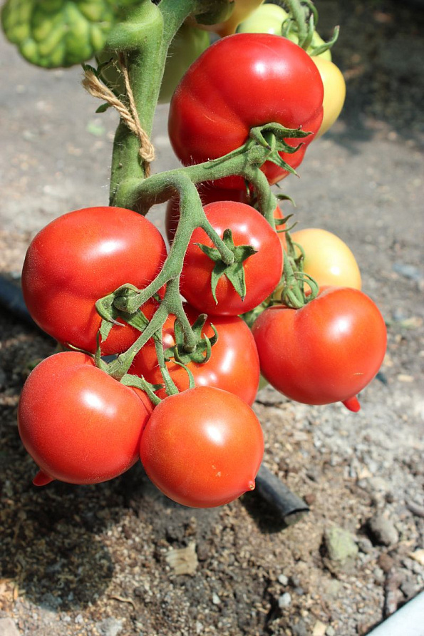 Партнер Томат ПИКАДОР F1 ^(0,05г) 2-ной пак, изображение 1