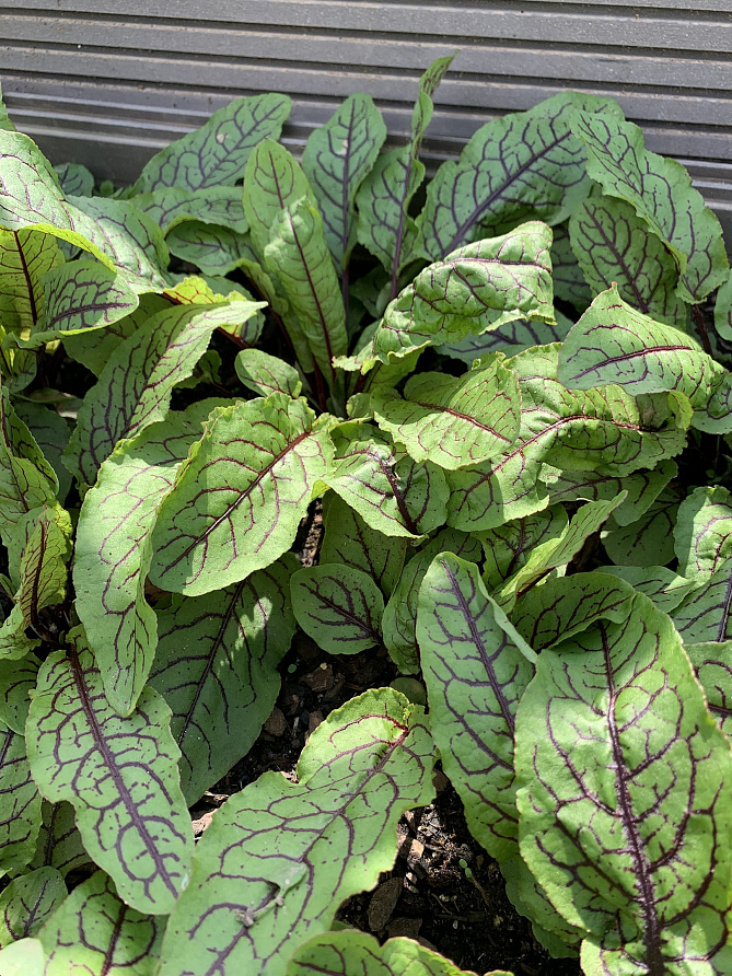 Партнер Щавель КРОВАВАЯ МЭРИ ^(0,2г), изображение 5