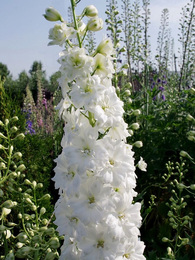 Партнер Дельфиниум F1 новозеландский ДАБЛ ИННОСЕНС ^(3шт), изображение 3