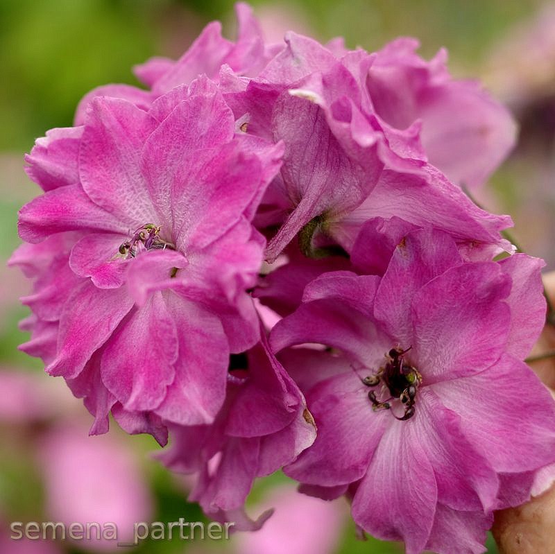 Партнер Дельфиниум F1 новозеландский ПИНК ПУНШ ^(3шт), изображение 4