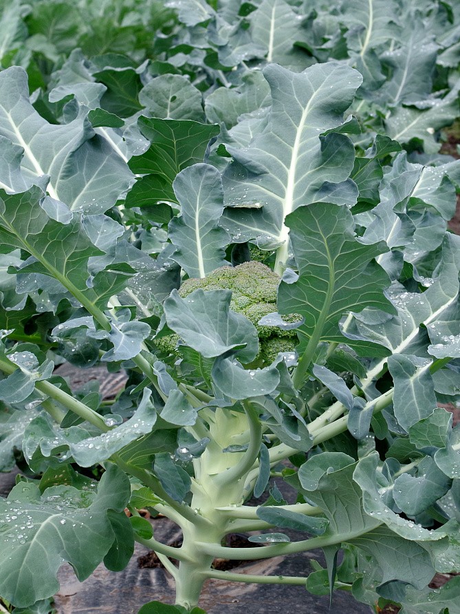 Партнер Капуста брокколи МАРАТОН F1 ^(10шт в амп), изображение 3