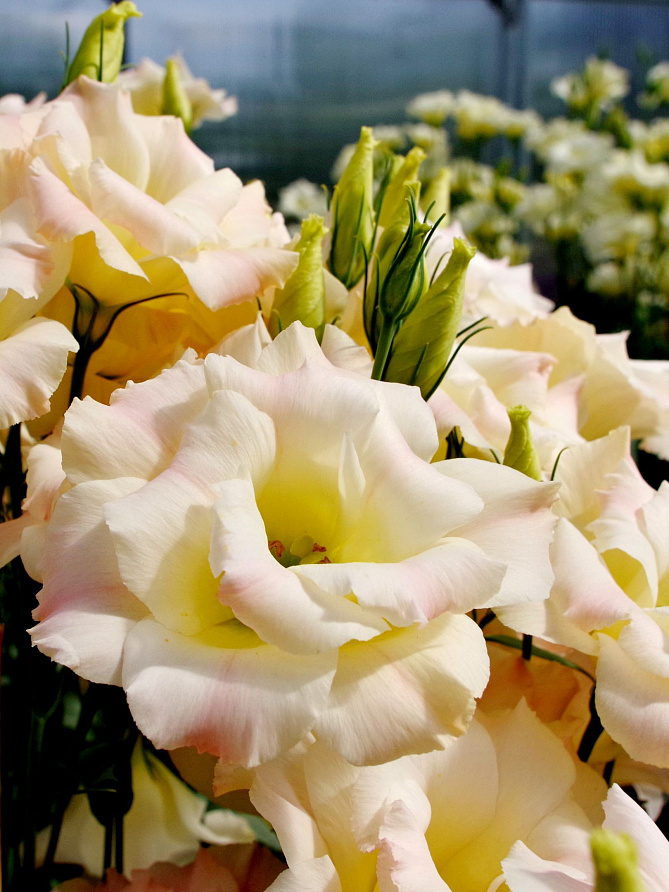 Партнер Эустома F1 срезочная махровая МАДАМ БАТТЕРФЛЯЙ ^(5шт в амп), изображение 1