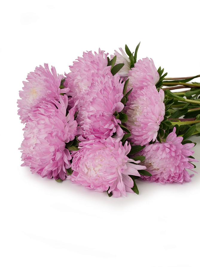 Партнер Астра китайская ПЕРВОЕ СВИДАНИЕ ^(5шт в амп), изображение 2