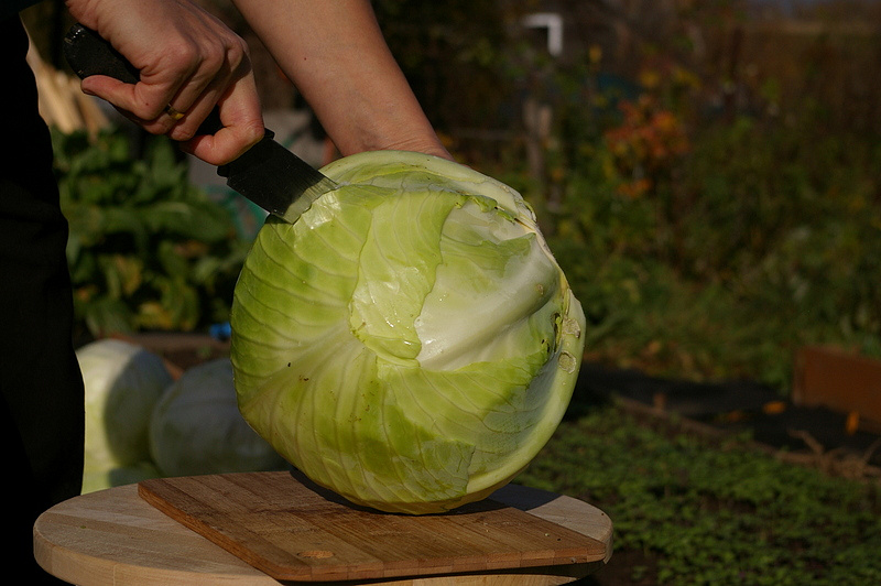 Партнер Капуста б/к ВАЛЕНТИНА F1 ^(0,2г в амп), изображение 4