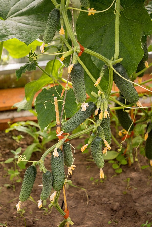 Партнер Огурец БИНГО F1 ^(5шт, изображение 1