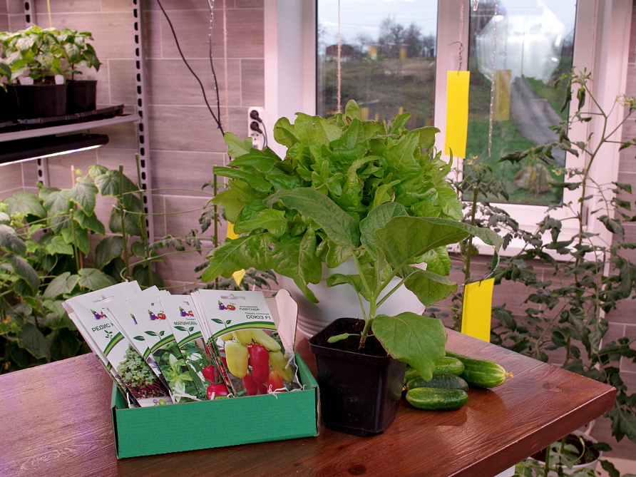 Подарочный набор «Огород на окне», изображение 3