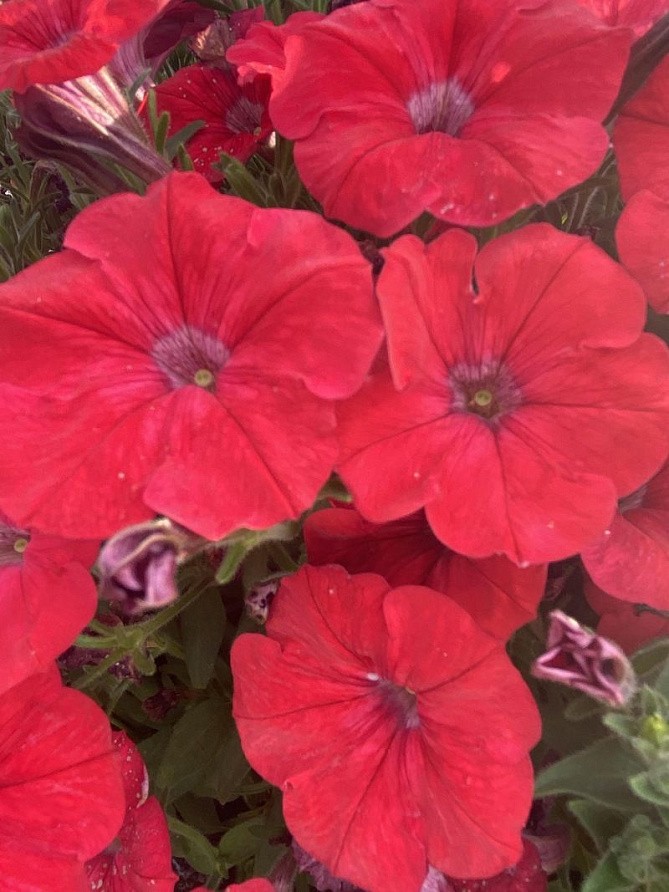 Партнер Петуния серия "Мими" СТЕФАНИЯ F1 / многоцветковая каскадная^(5шт в амп), изображение 3