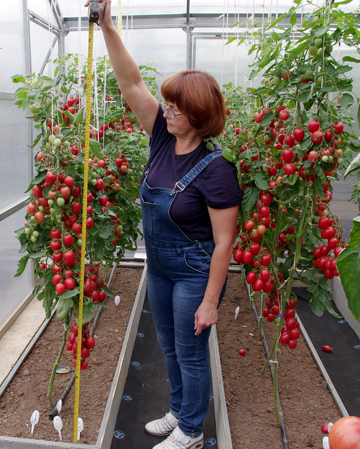Партнер Томат МАЛИНОВОЕ ПЛАМЯ F1 ^(10шт) 2-ной пак, изображение 1