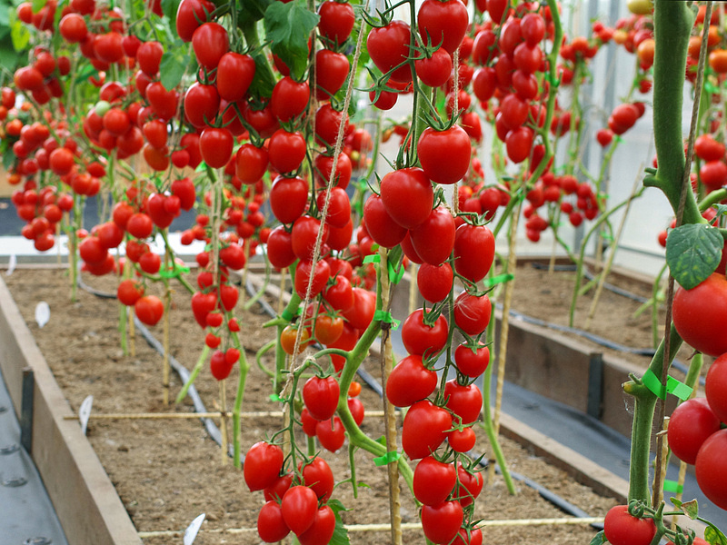 Партнер Томат ДЖУР-ДЖУР F1 ^(5шт) 2-ной пак, изображение 3