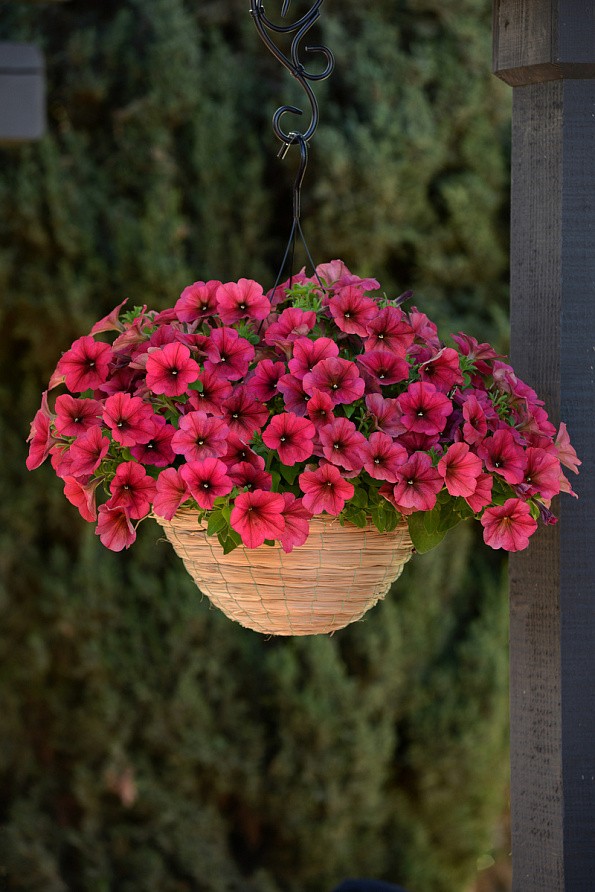 Партнер Петуния F1 серия ИЗИ ВЭЙВ БЕРРИ ВЕЛЮР/ многоцветковая каскадно-ампельная ^(5шт в амп), изображение 2