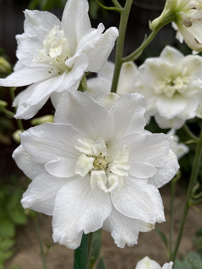 Партнер Дельфиниум F1 новозеландский ИННОСЕНС ^(3шт), изображение 3