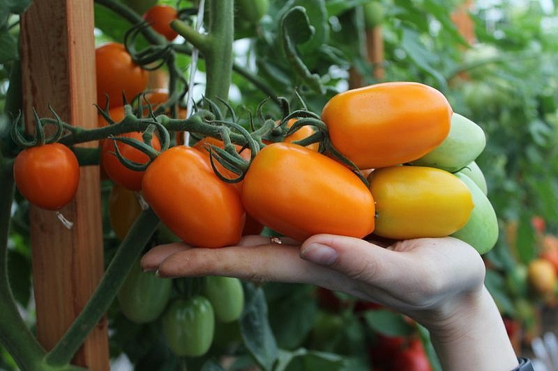 Партнер Томат ВЕРСАЛЬ F1 ^(10шт) 2-ной пак, изображение 4