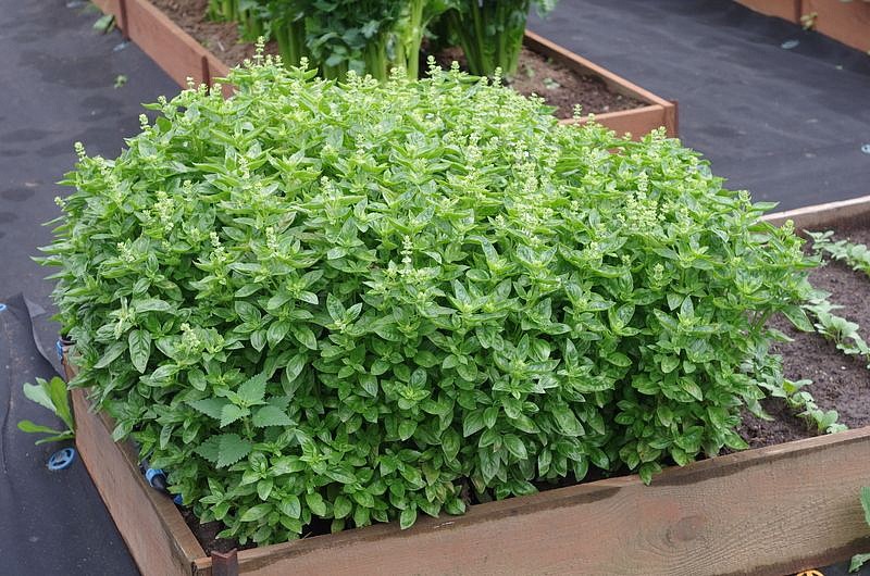 Партнер Базилик МАРИАН зеленый ^(1г), изображение 4