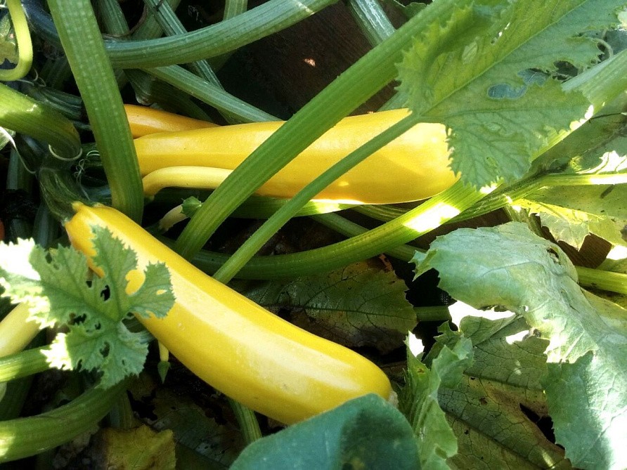 Партнер Кабачок ЯСМИН F1 ^(5шт), изображение 1