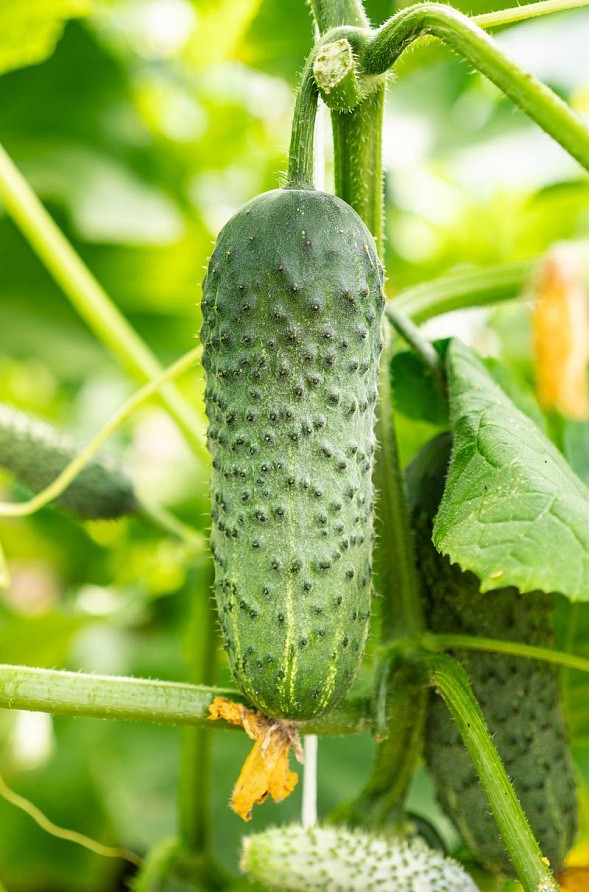 Партнер Огурец БИНГО F1 ^(5шт, изображение 3