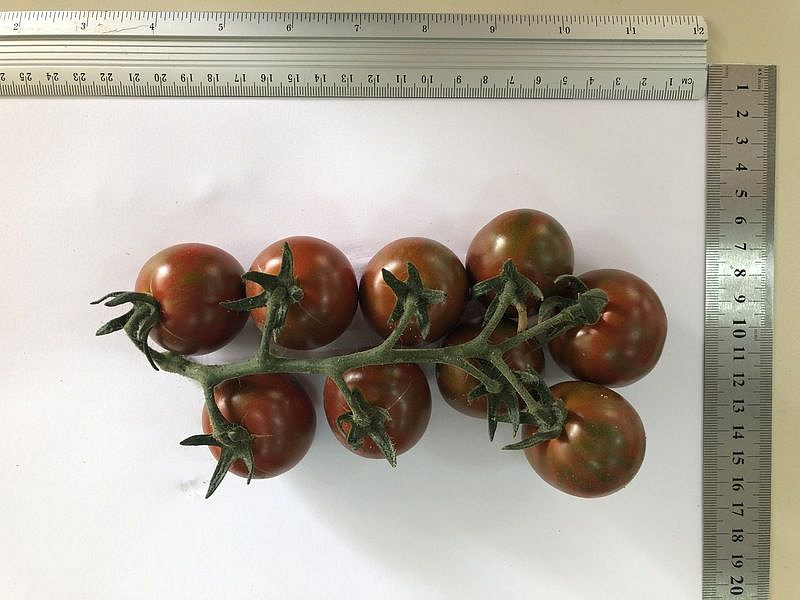 Партнер Томат ТИГРОВЫЙ КОКТЕЙЛЬ F1 ^(5шт) 2-ной пак, изображение 4