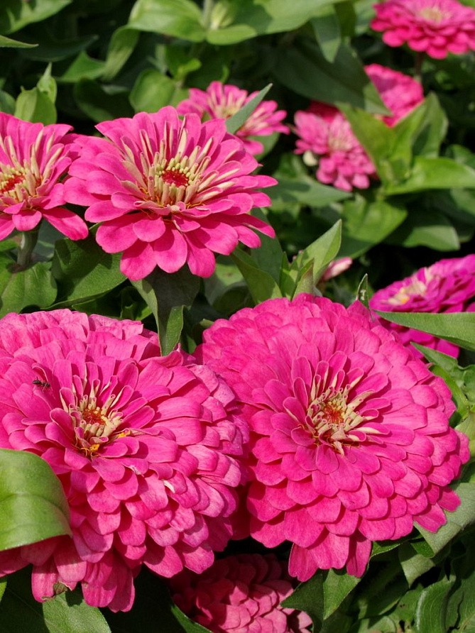 Партнер Цинния F1 ПРИМАВЕРА / георгиновидная ^(4шт), изображение 2