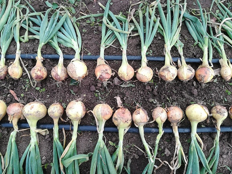 Партнер Лук репчатый ШЕТАНА МС ^(1г), изображение 2