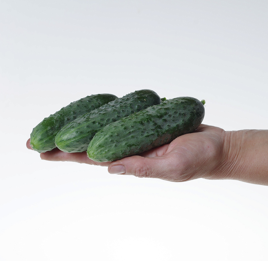 Партнер Огурец ПЛАТОША F1 ^(5шт), изображение 1