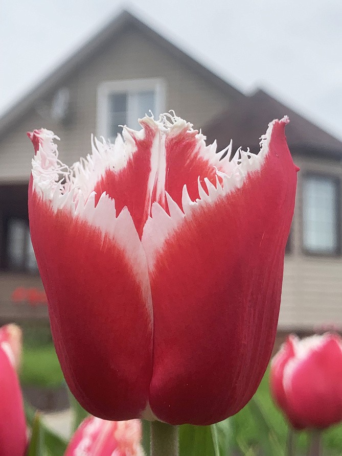 Партнер Тюльпан бахромчатый Нью Санта ^(5шт/уп), изображение 3