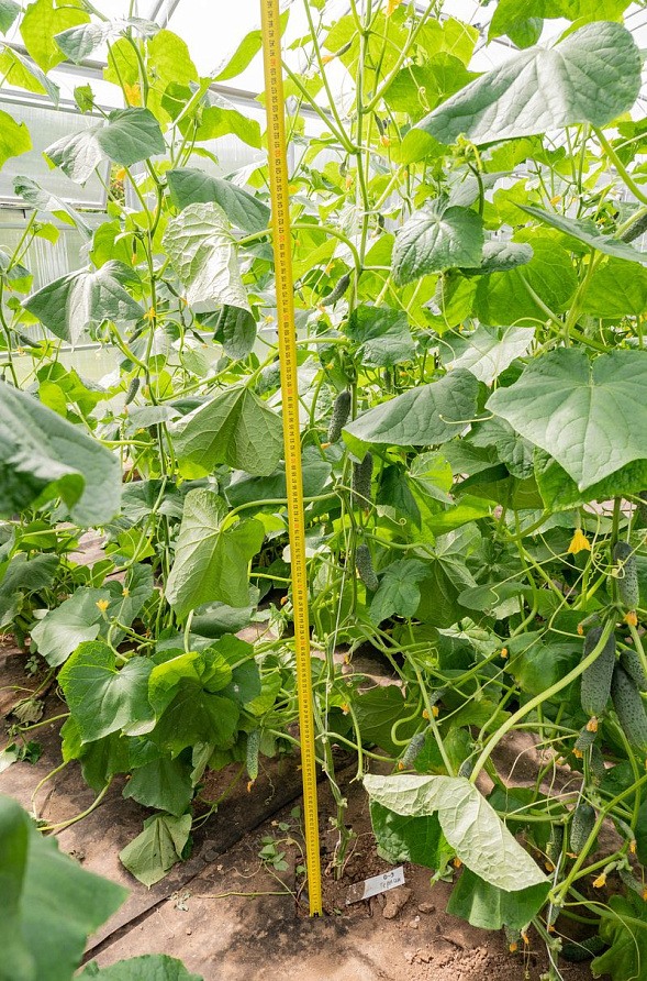 Партнер Огурец ГЕРМАН F1 ^(5шт), изображение 1