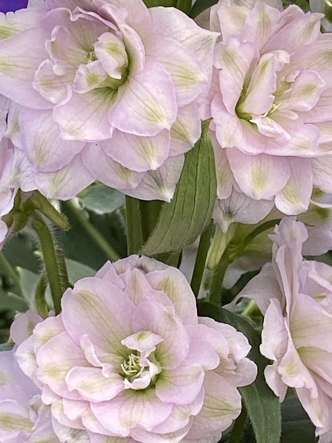 Партнер Дельфиниум F1 новозеландский МИНИ СТАР ^(3шт), изображение 1