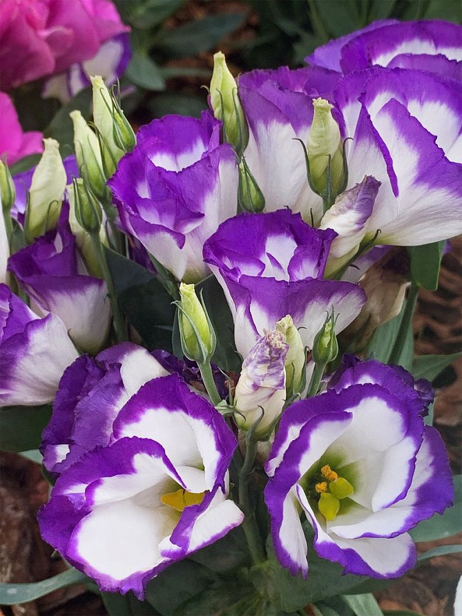 Партнер Эустома F1 карликовая МИСС НОРА БАРЛОУ ^(5шт в амп), изображение 5