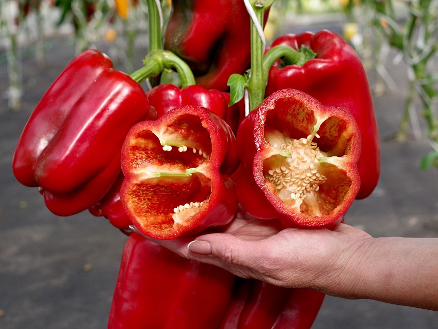 Партнер Перец ЛИВАДИЯ F1 ^(5шт) 2-ной пак, изображение 5