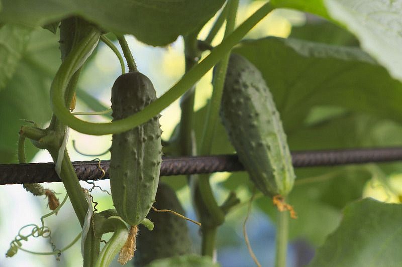 Партнер Огурец ЛАСТОЧКА F1 ^(1г), изображение 4