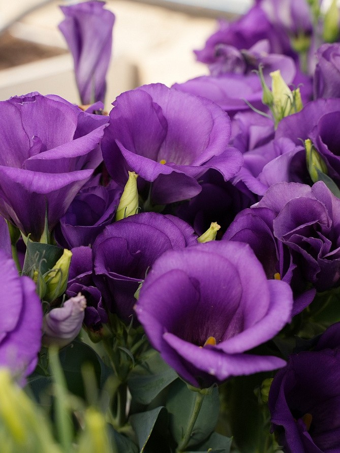 Партнер Эустома F1 карликовая МИСС БЕТТИ ^(5шт в амп), изображение 1