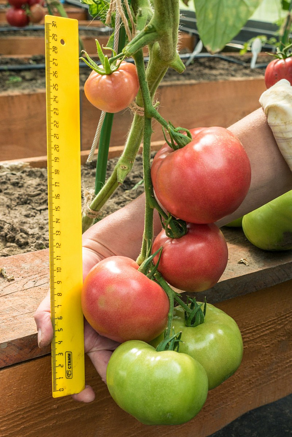 Партнер Томат ЭВОЛЮЦИЯ F1 ^(10шт) 2-ной пак, изображение 4