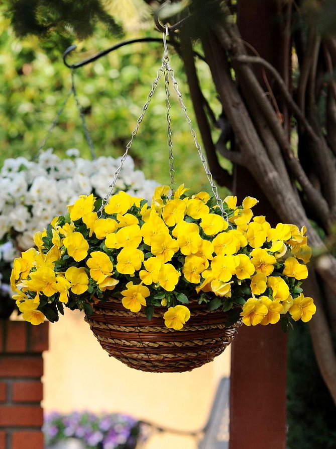 Партнер Виола F1 ампельная КУЛ ВЭЙВ ГОЛДЕН ЕЛЛОУ ^(5шт в амп), изображение 4