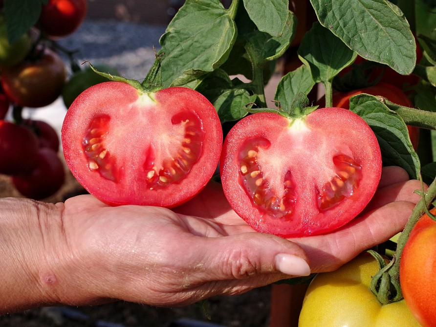 Партнер Томат ЛЮБАША F1 ^(0,1г) 2-ной пак, изображение 6
