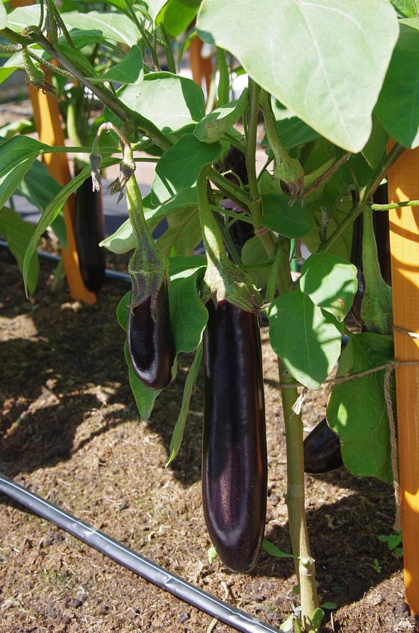 Партнер Баклажан ВАЛЕНТИНА F1 ^(10шт) 2-ной пак, изображение 5