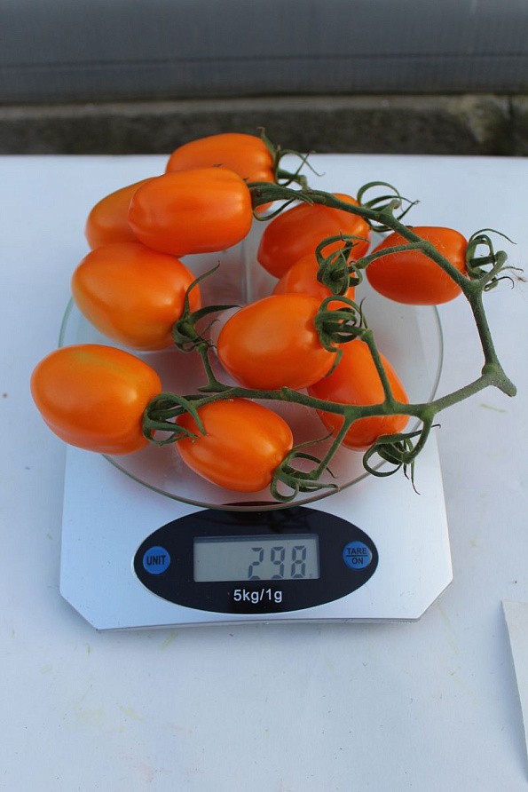 Партнер Томат ВЕРСАЛЬ F1 ^(10шт) 2-ной пак, изображение 5