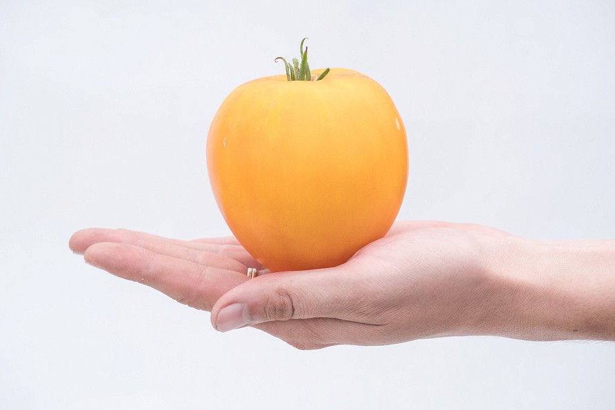 Партнер Томат ЖЕЛТАЯ ИМПЕРИЯ F1 ^(10шт) 2-ной пак, изображение 9