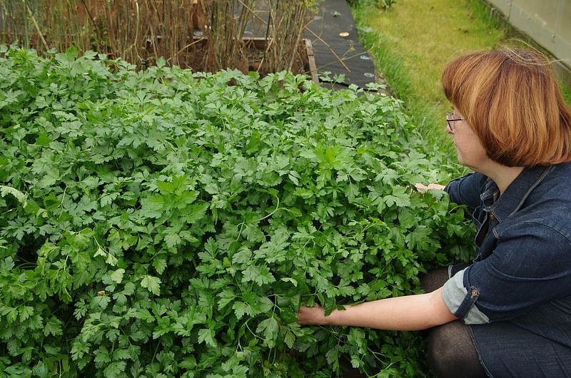 Партнер Петрушка листовая ИТАЛЬЯНСКИЙ ГИГАНТ ^(2г), изображение 1