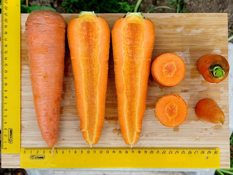 Партнер Морковь БОЛИВАР F1 ^(0,5г), изображение 3