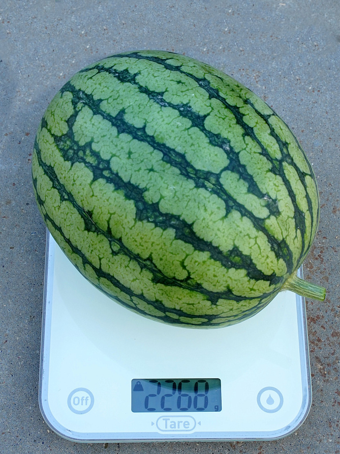 Партнер Арбуз КУБОК ОГНЯ F1 ^(5шт) 2-ной пак, изображение 5