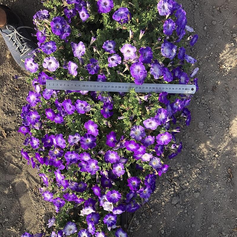 Партнер Петуния серия "Итальянка" КОЛОМБИНА F1 /многоцветковая каскадная голубая ^(5шт в амп), изображение 3