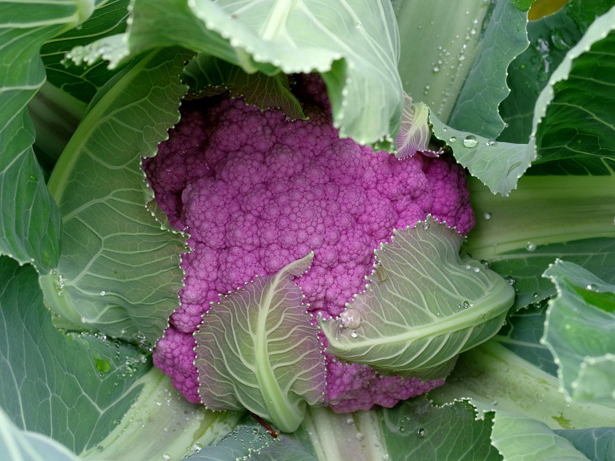 Партнер Капуста цветная ДЕПЕРПЛ F1 ^(10шт в амп), изображение 3