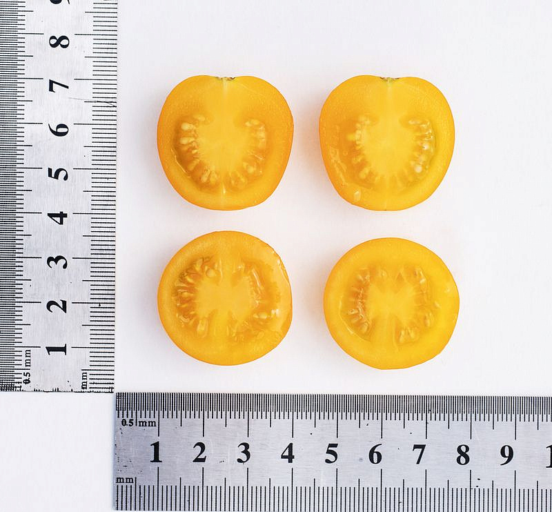 Партнер Томат ЧЕРРИ КРАСКИ F1 ^(5шт) 2-ной пак, изображение 2