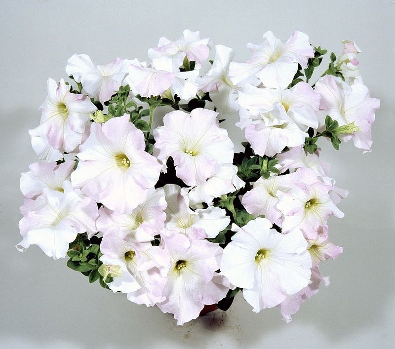 Партнер Петуния серия "Ма Шери" ГРЕТТА F1 / многоцветковая полуампельная^(5шт в амп), изображение 3