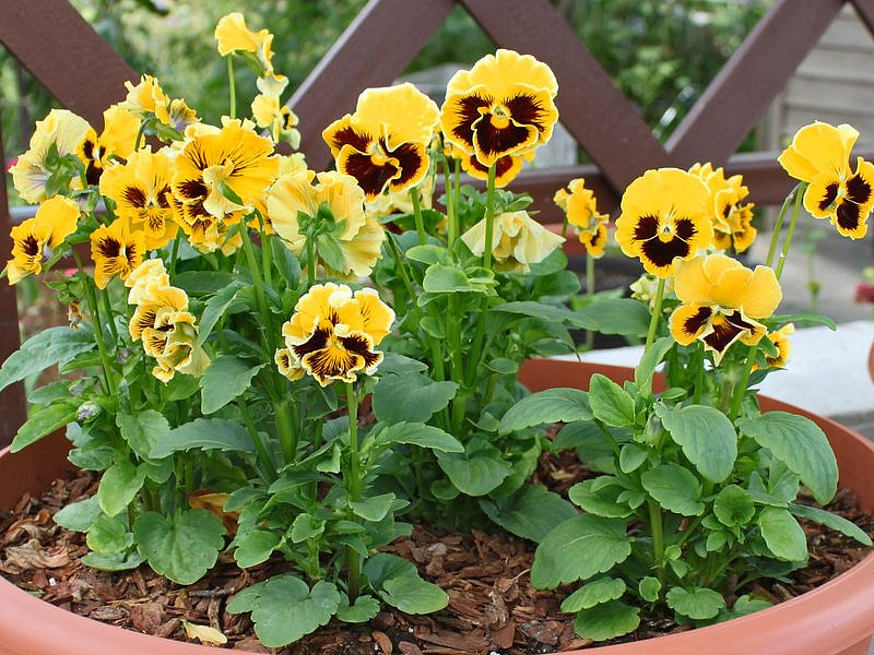 Партнер Виола F1 бахромчатая серия "Танго-манго" КАН КАН ^(5шт) 2-ной пак, изображение 6