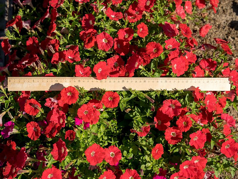 Партнер Петуния серия "Амбре" ВИТЕЛИЯ F1 / многоцветковая каскадная^(5шт в амп), изображение 3